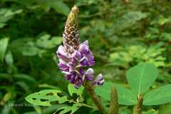 Desmodium heterocarpon var. heterocarpon
